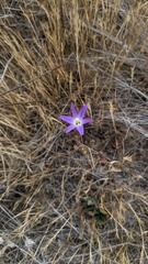 Brodiaea orcuttii