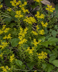Sedum mexicanum