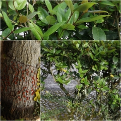 Arthonia cinnabarina