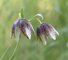 Fritillaria biflora ineziana
