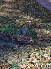 Sciurus carolinensis