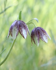 Fritillaria biflora ineziana