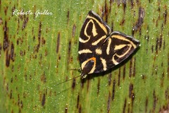 Hemerophila albertiana