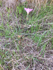 Dianthus strictus