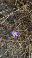 Brodiaea orcuttii