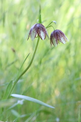 Fritillaria biflora ineziana