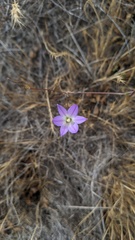 Brodiaea orcuttii