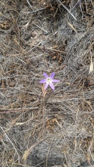 Brodiaea orcuttii