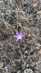 Brodiaea orcuttii