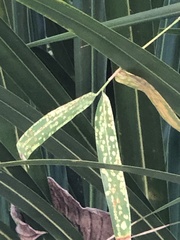 Stigmaeopsis celarius