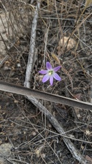 Brodiaea orcuttii