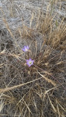 Brodiaea orcuttii