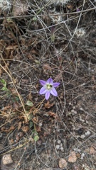Brodiaea orcuttii