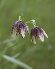 Fritillaria biflora ineziana