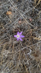 Brodiaea orcuttii