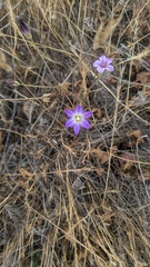 Brodiaea orcuttii