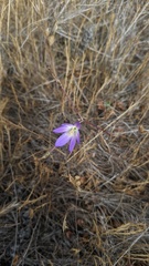 Brodiaea orcuttii