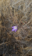 Brodiaea orcuttii