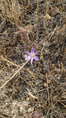 Brodiaea orcuttii