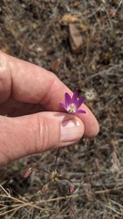 Brodiaea orcuttii