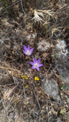Brodiaea orcuttii