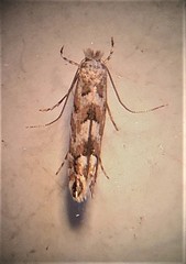 Phyllonorycter nipigon