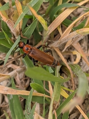 Cantharis coronata