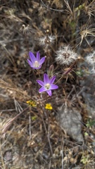 Brodiaea orcuttii