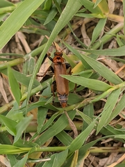 Cantharis coronata