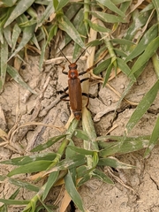 Cantharis coronata