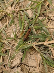 Cantharis coronata