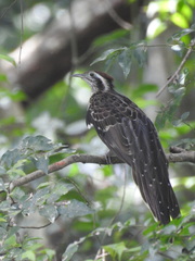 Dromococcyx phasianellus