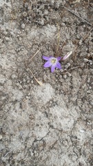 Brodiaea orcuttii