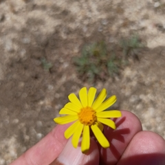 Senecio californicus