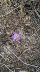 Brodiaea orcuttii