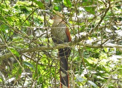 Piaya cayana nigricrissa