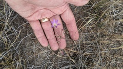 Brodiaea orcuttii