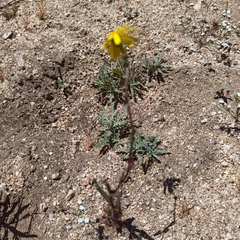 Senecio californicus