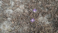 Brodiaea orcuttii