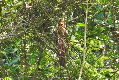 Piaya cayana nigricrissa