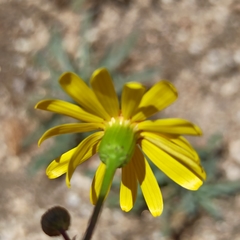 Senecio californicus