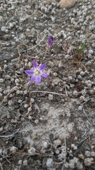 Brodiaea orcuttii