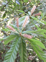 Lithocarpus hancei