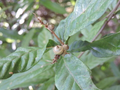 Lithocarpus hancei