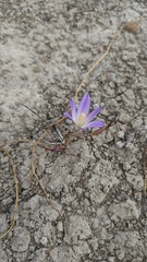 Brodiaea orcuttii