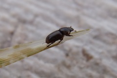 Labarrus lividus