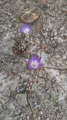 Brodiaea orcuttii