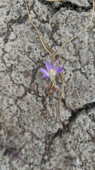Brodiaea orcuttii