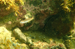 Neoodax balteatus