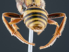 Nomada annulata